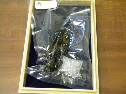 新情報　秋田産　熊胆　写真画像