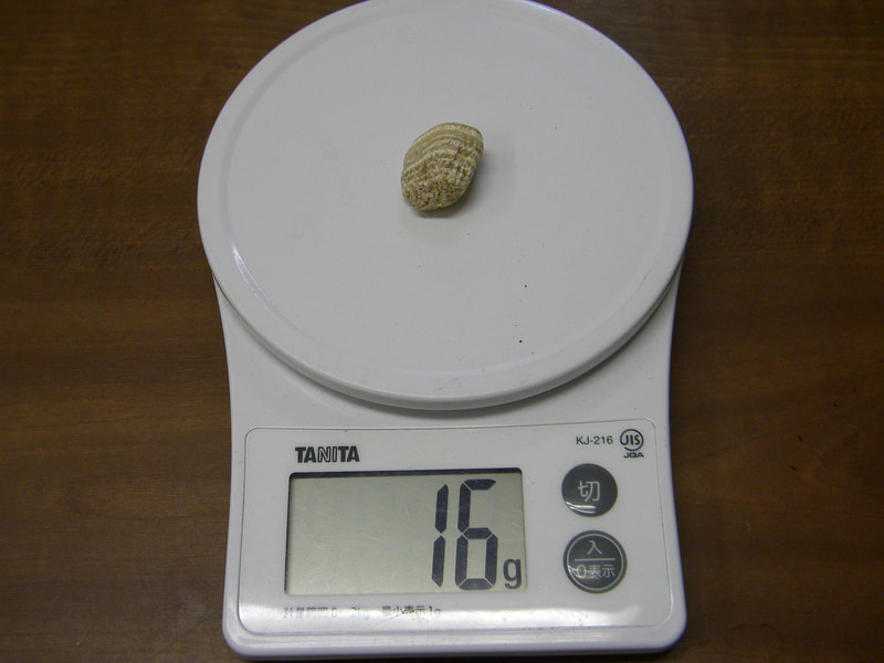 北投石（S様用）　写真画像